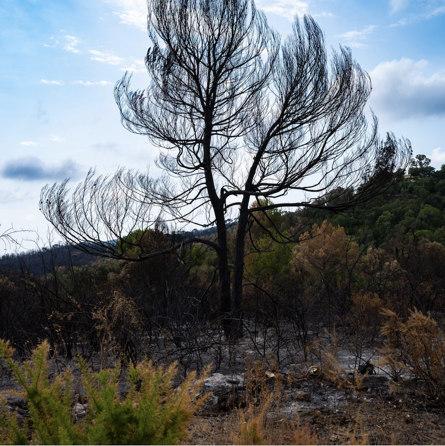 Forest Fires